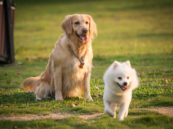 寵物行業(yè)網(wǎng)站